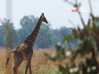 Love Nature 4K